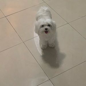 Meet your Posher, Liliya